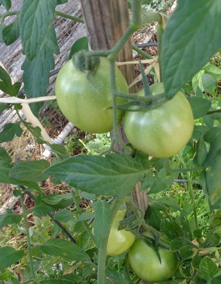 Tomatoes 09 email.JPG