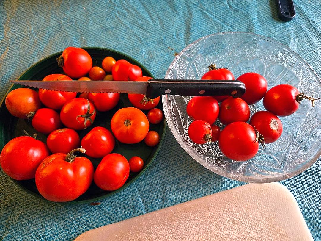 Tomatoes, 11-17-25.jpg