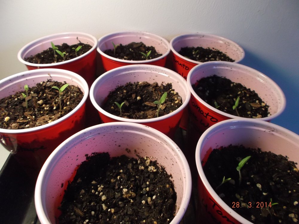 tomatoes 3.25 (1).JPG