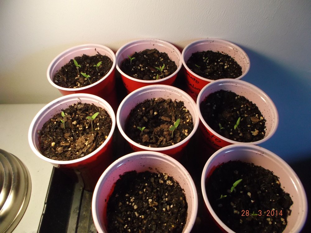 tomatoes 3.25 (2).JPG