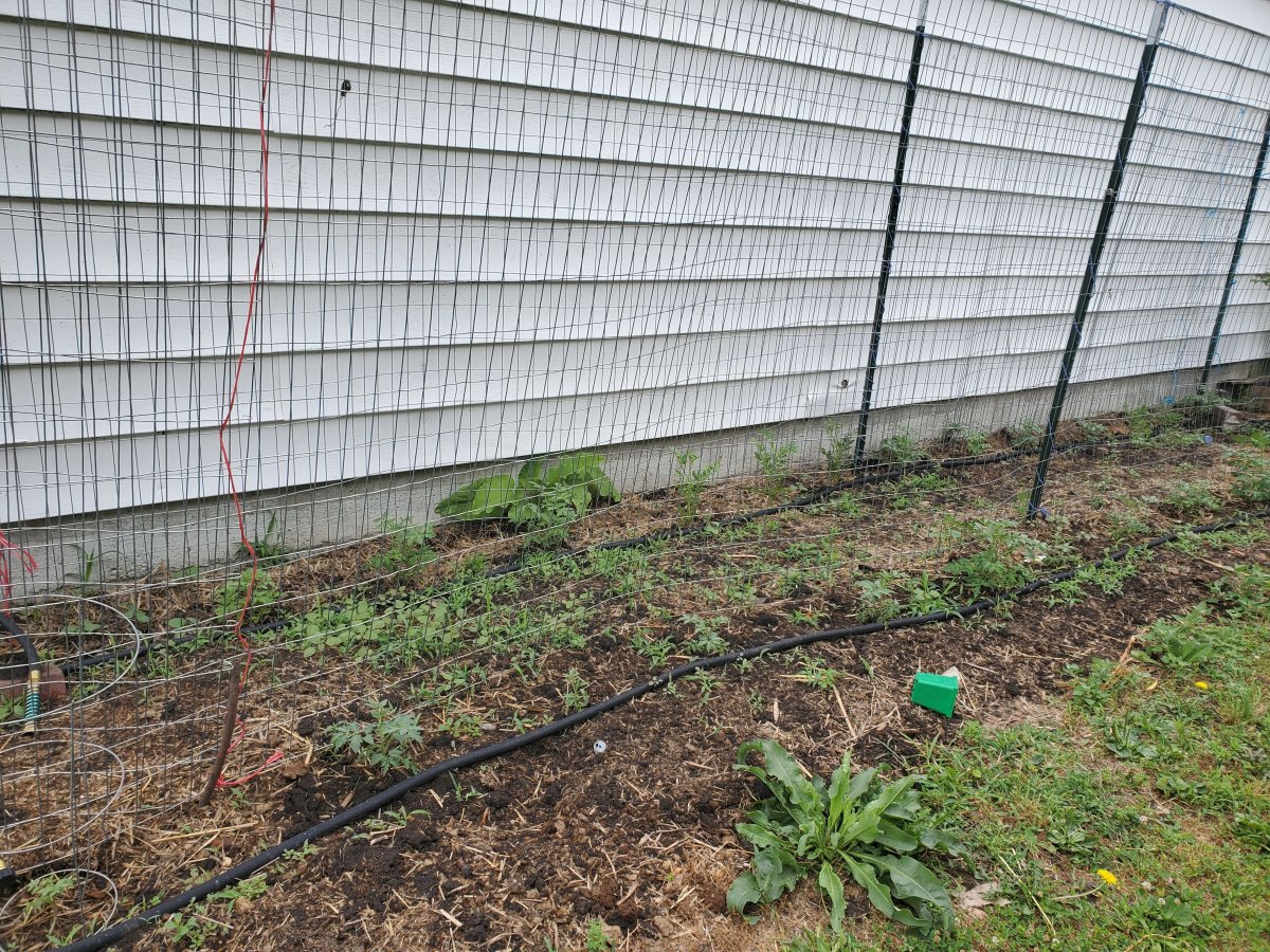 Tomatoes before weeding, 06-27-22.jpg