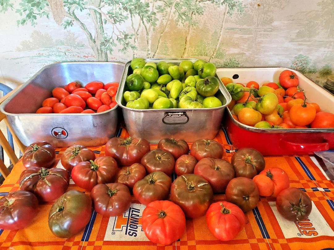 Tomatoes for canning, 10-27-22.jpg