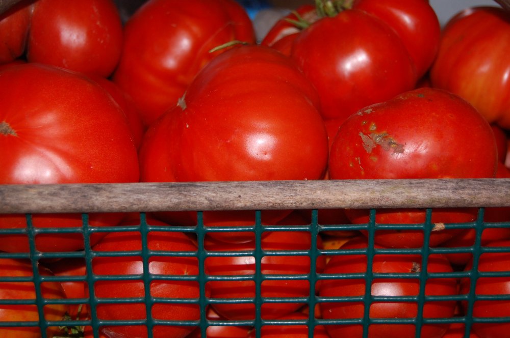 Tomatoes for sauce.jpg