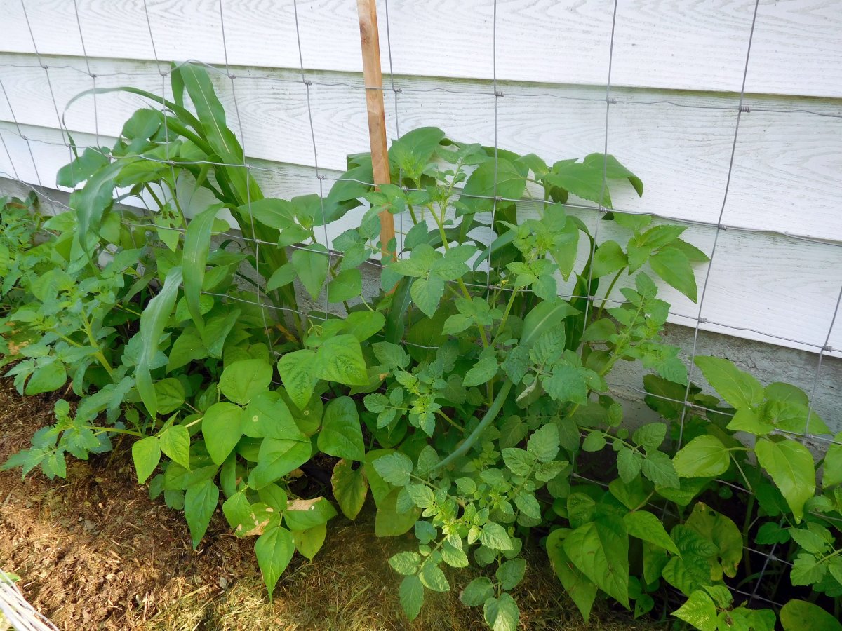 Tomatoes & friends, 07-04-19.jpg