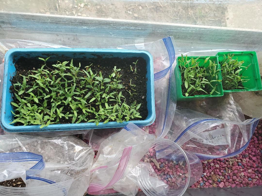 Tomatoes from old seeds, beefsteak & Roma, 04-14-21.jpg