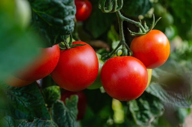 tomatoes-g657515ed5_640.jpg