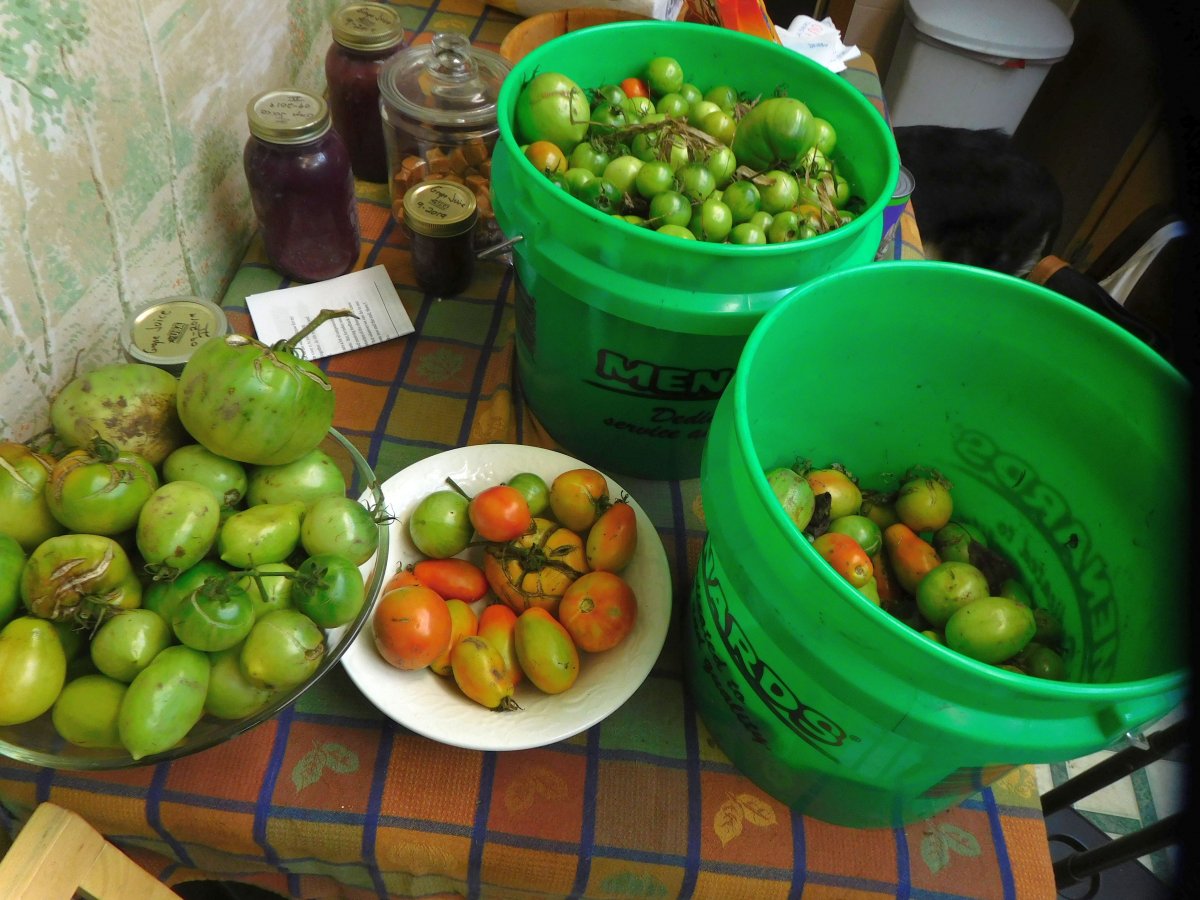 Tomatoes, green, brought in before the Halloween FREEZE!, 10-30-19.jpg