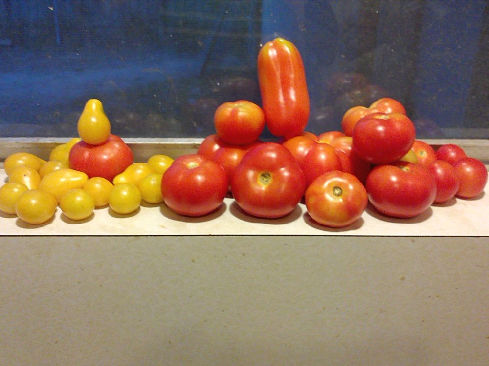Tomatoes heritage.jpg