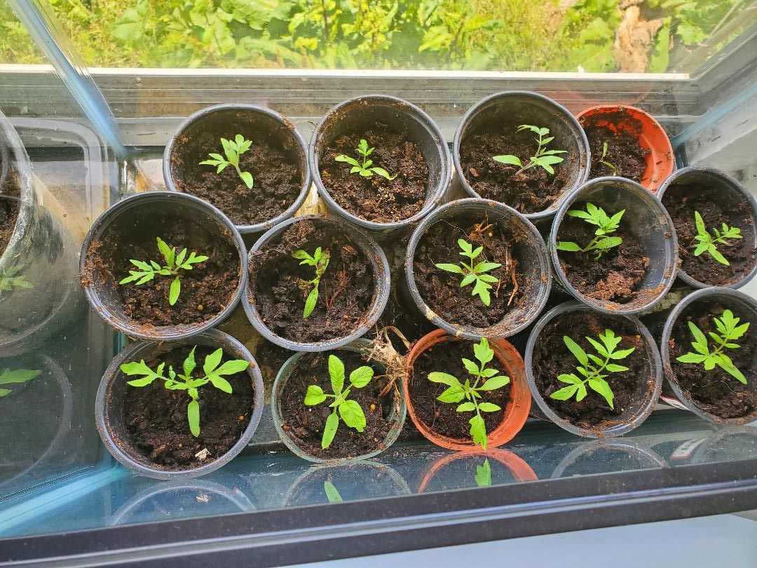 Tomatoes in 5 gallon fish rank, 05-25-22.jpg