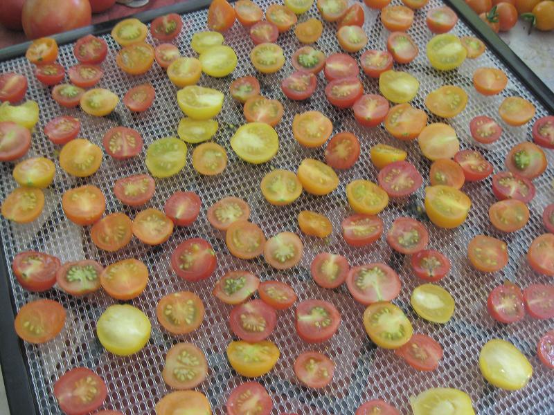 tomatoes in dehydrator.jpg