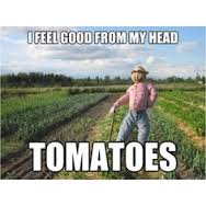 tomatoes.jpg