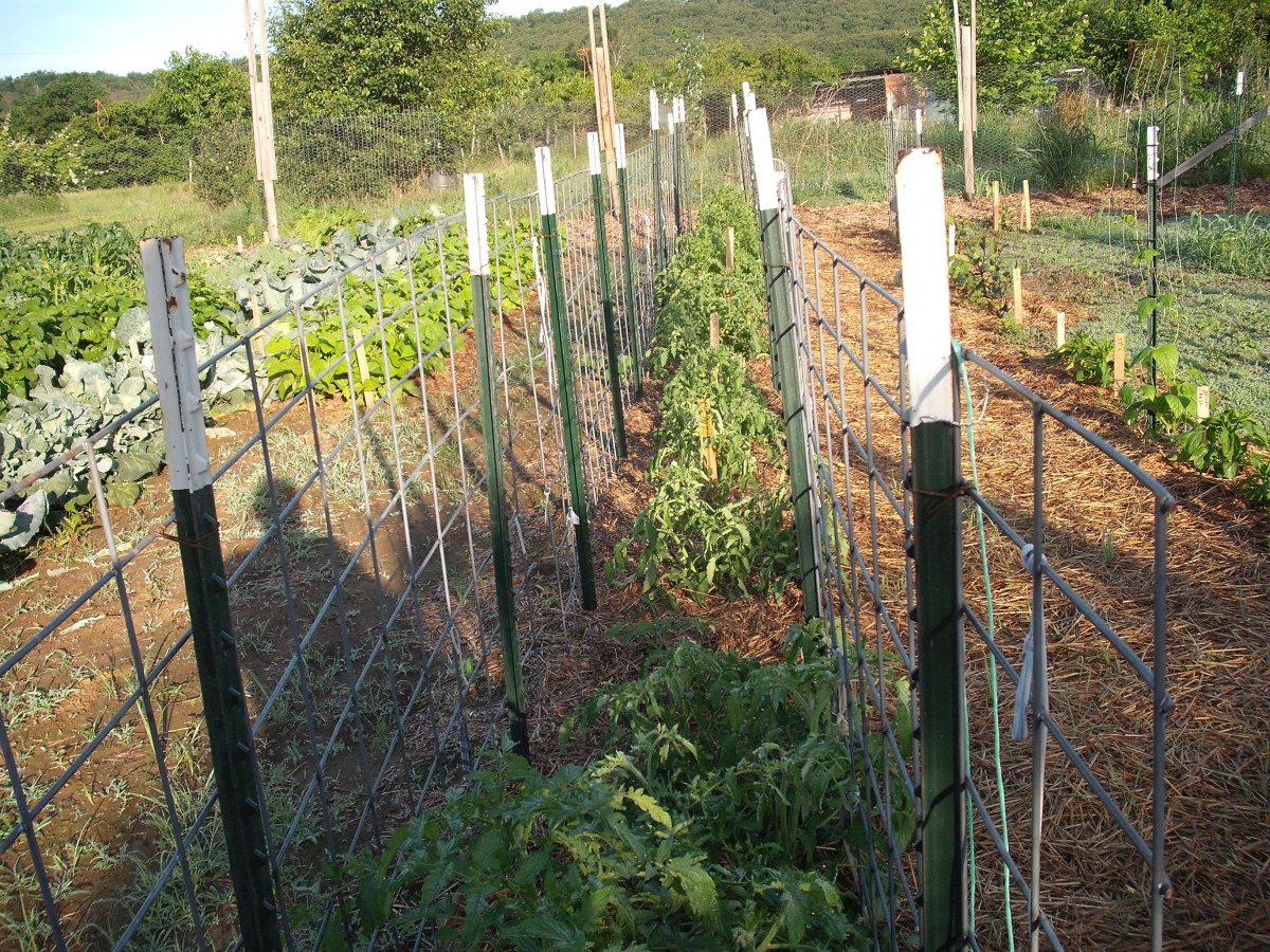 Tomatoes.JPG