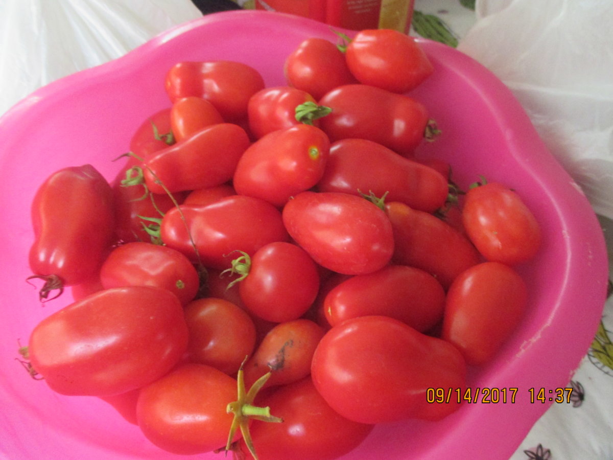 tomatoes.JPG