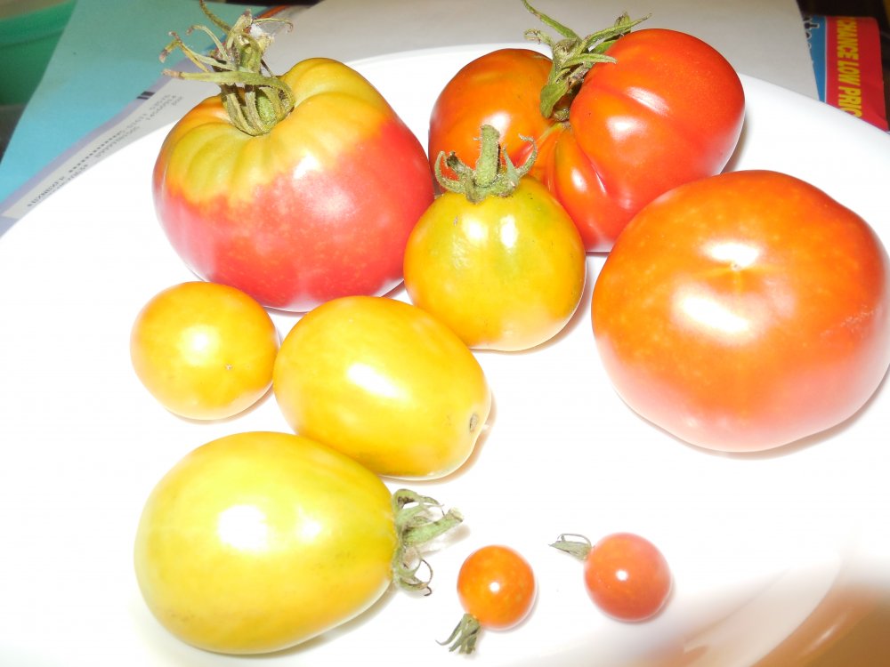 tomatoes.JPG