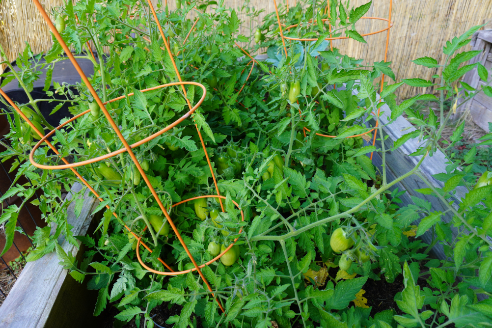 tomatoes.JPG