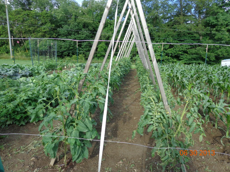 tomatoes.JPG
