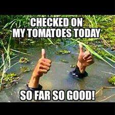 tomatoes.jpg
