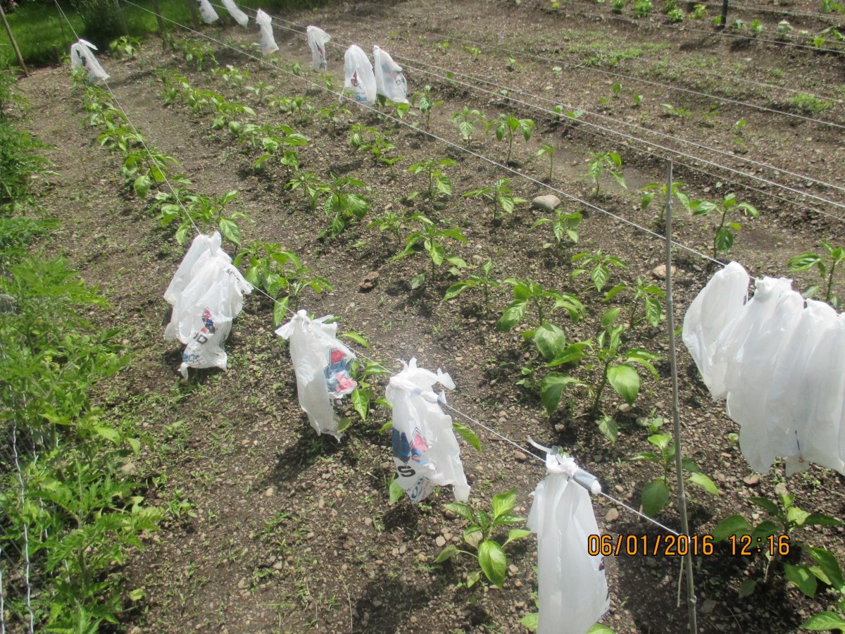 tomatoes left and peppers right.JPG