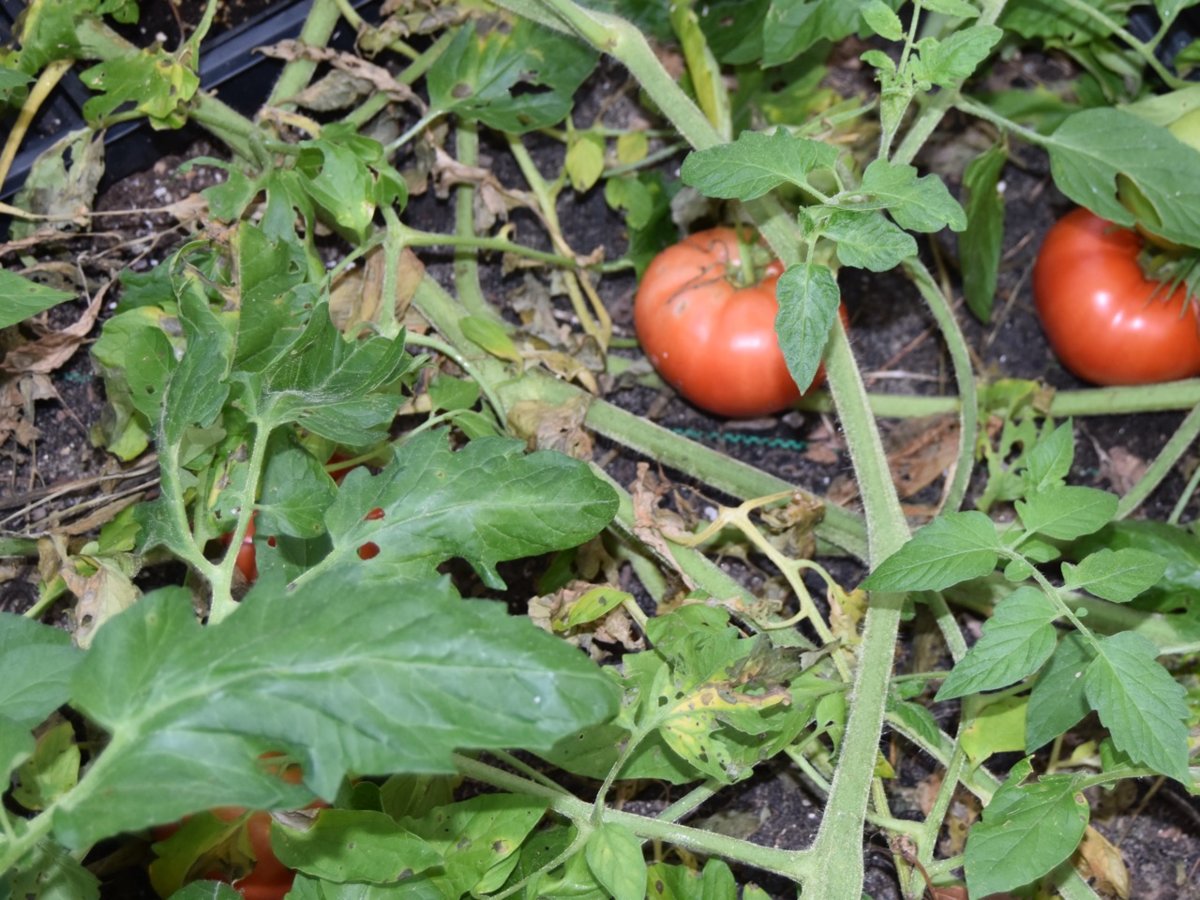 tomatoes on floor.jpg