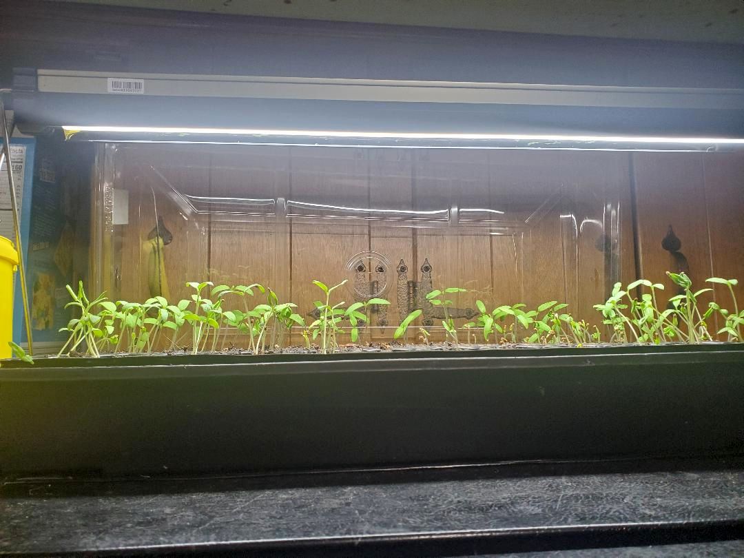 Tomatoes on top of the fridge, 04-15-23.jpg