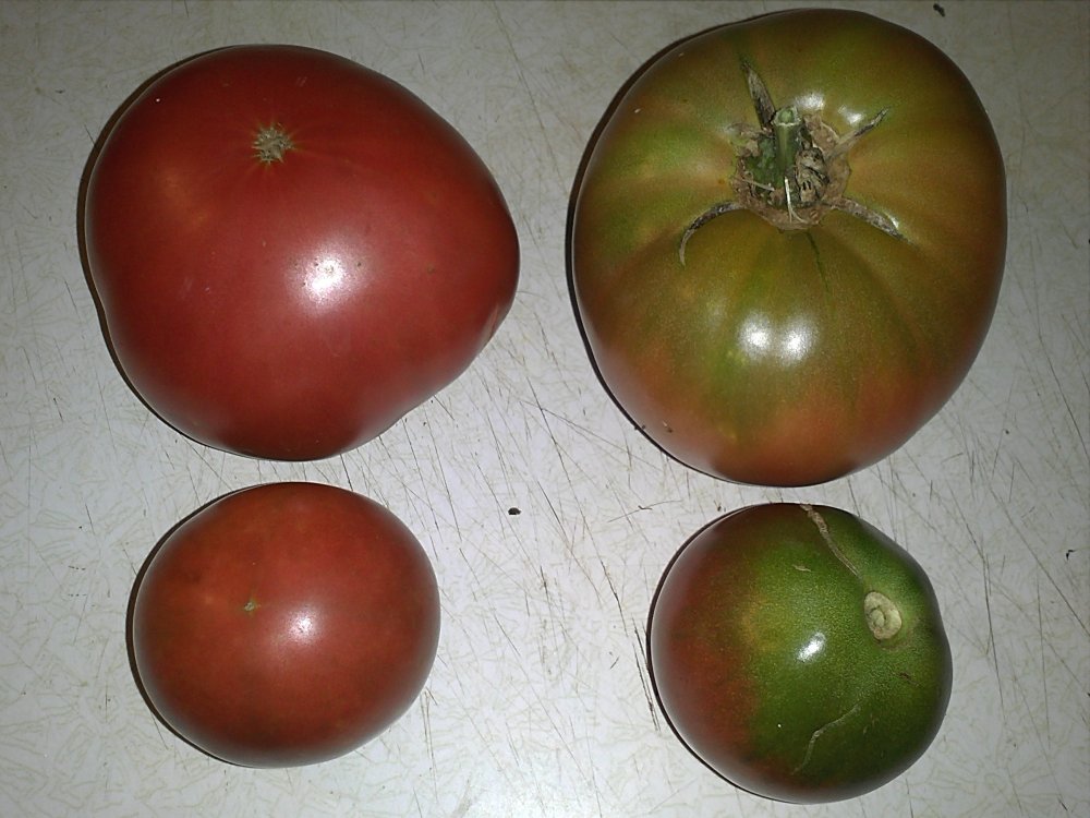 Tomatoes ripe CP Gyp.jpg