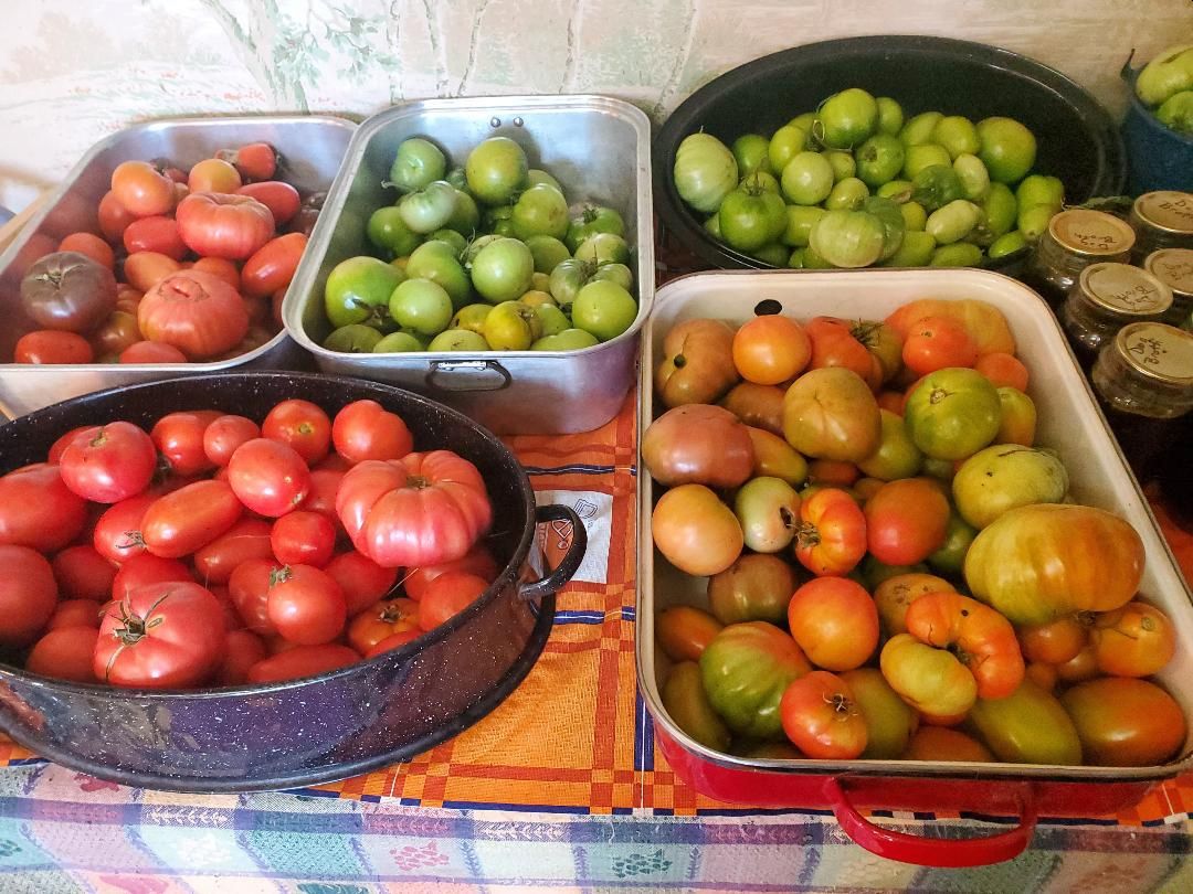 Tomatoes ripening for canning, 10-22-22.jpg