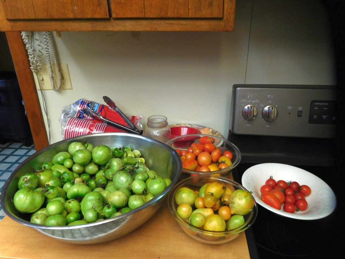 Tomatoes ripening  in stages, 11-13-19.jpg