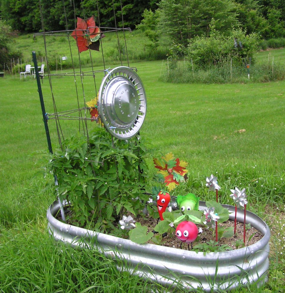 Tomatoes1.JPG