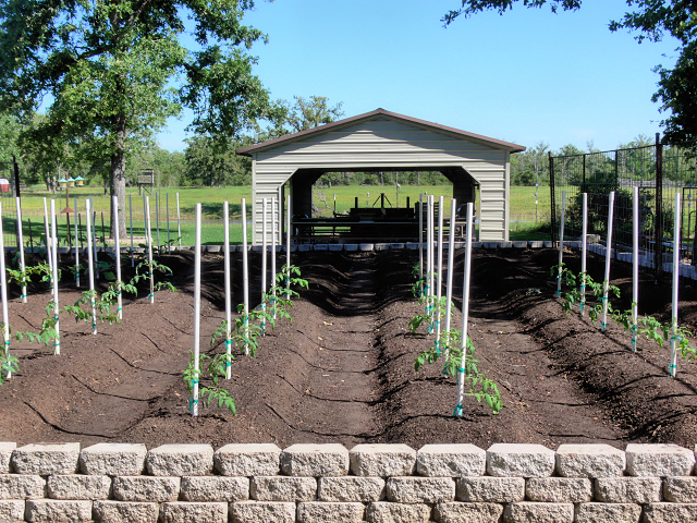 Tomatoes1_040117.jpg