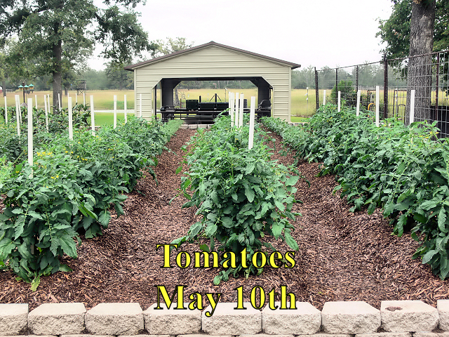 Tomatoes1_051017.jpg