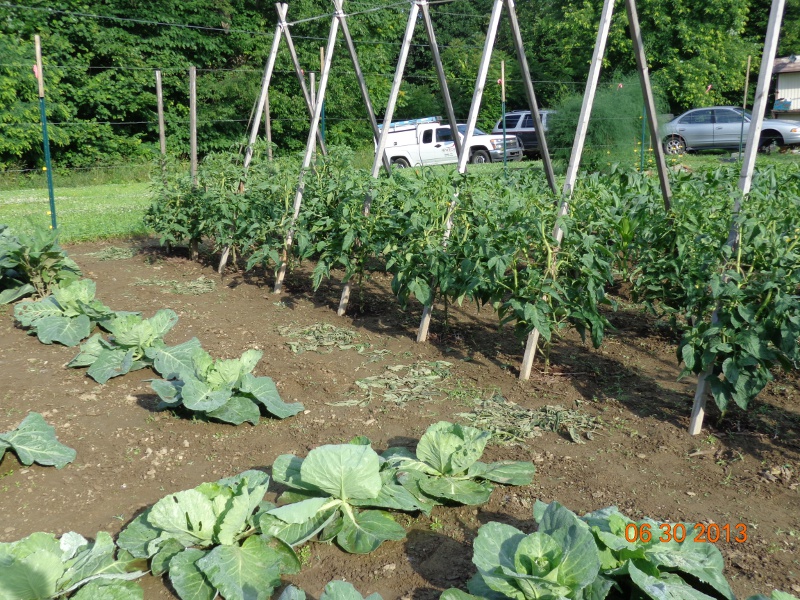 tomatoes2.JPG