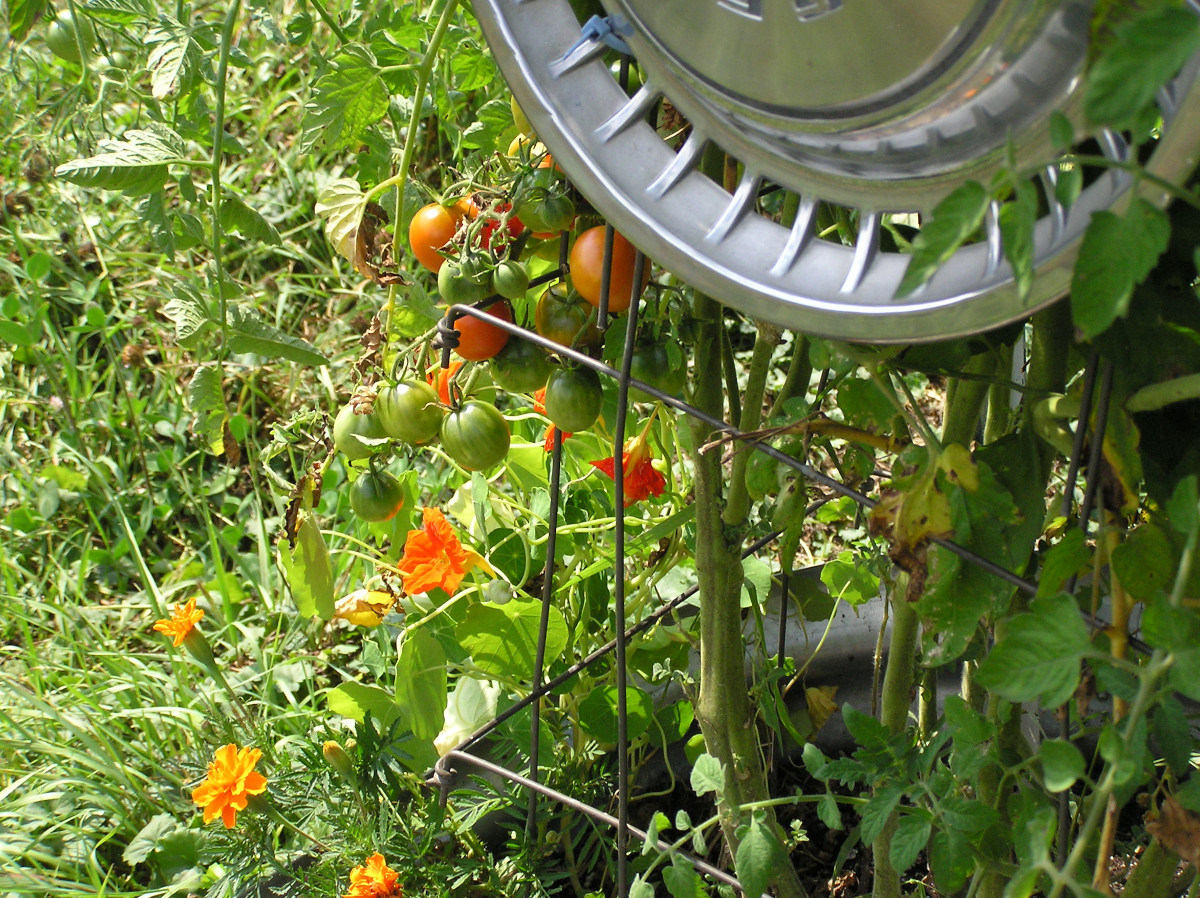 Tomatoes2025a.JPG
