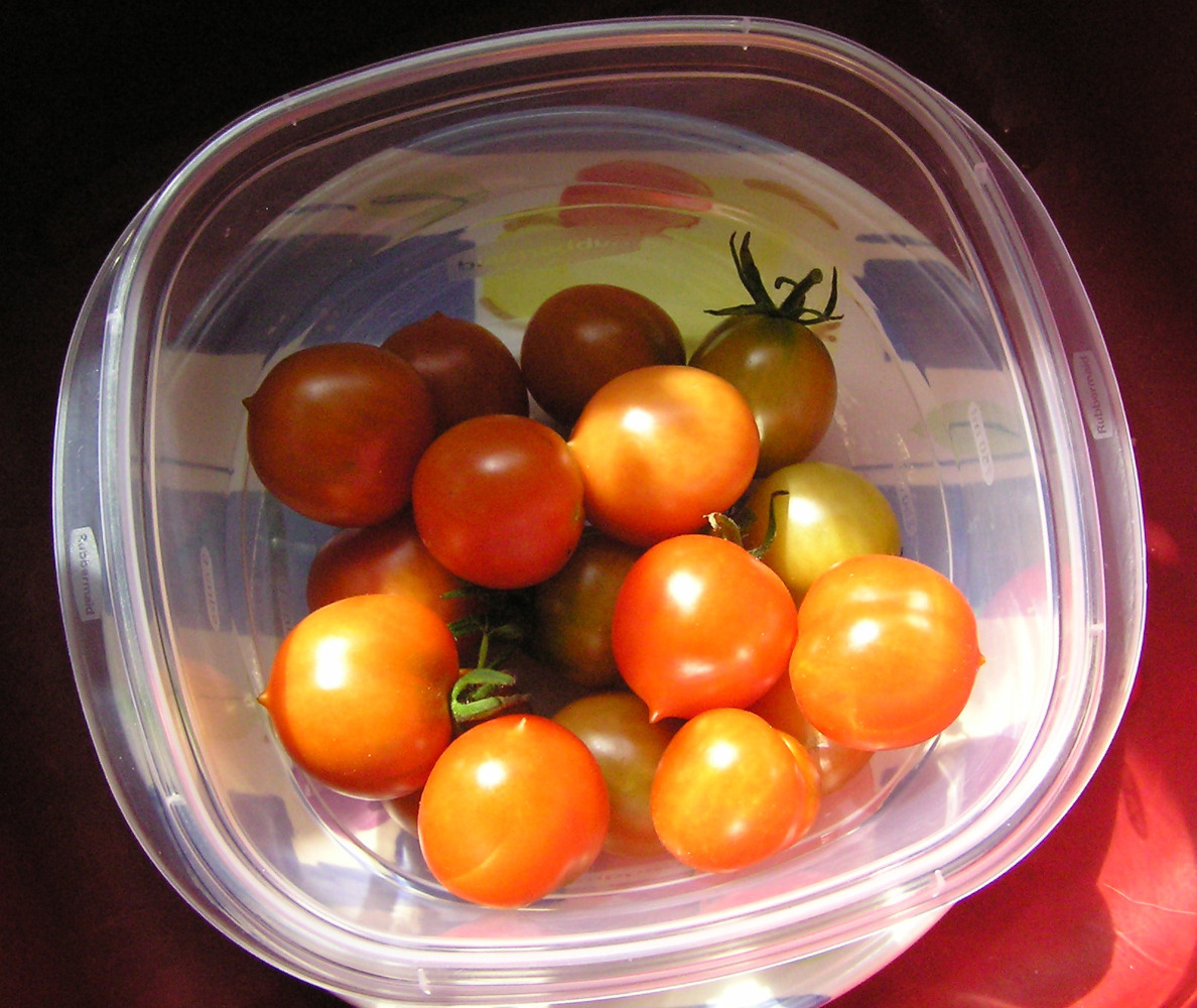 Tomatoes2025b.JPG
