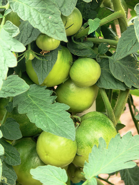 Tomatoes2_051017.jpg