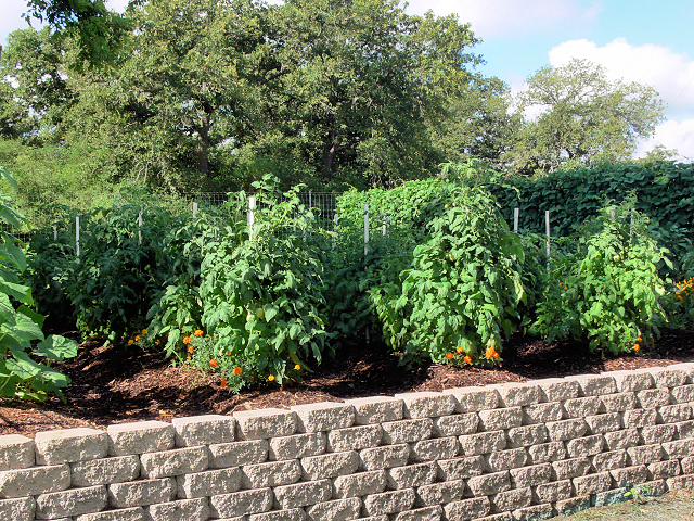 Tomatoes2_052918.jpg
