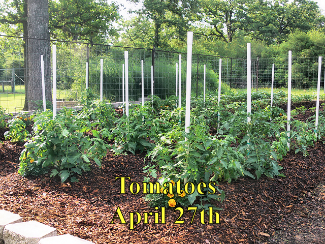 Tomatoes_042718.jpg