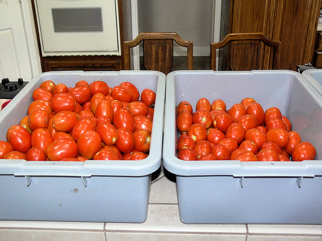Tomatoes_062617.jpg
