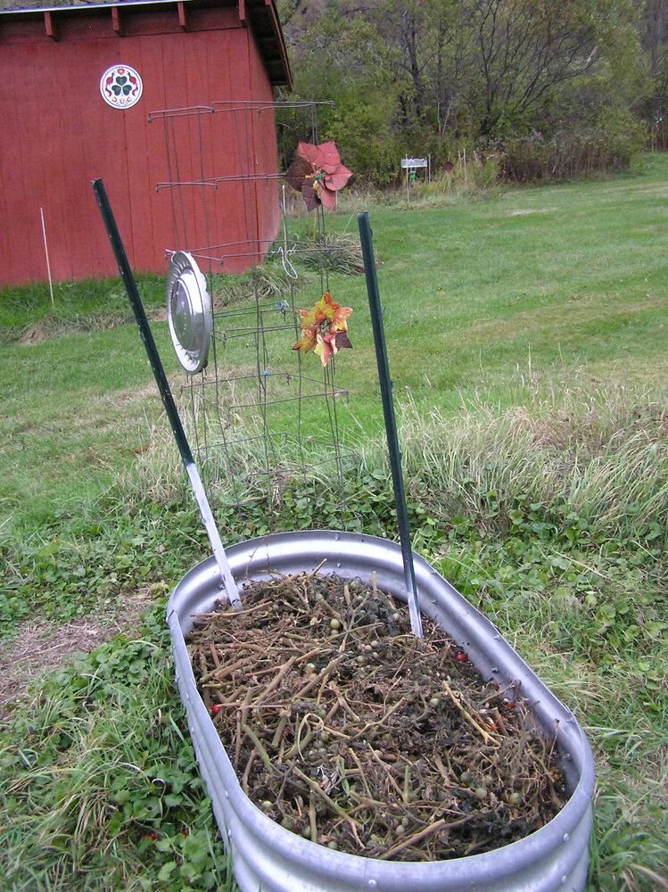 TomatoesChoppedAndDropped.JPG