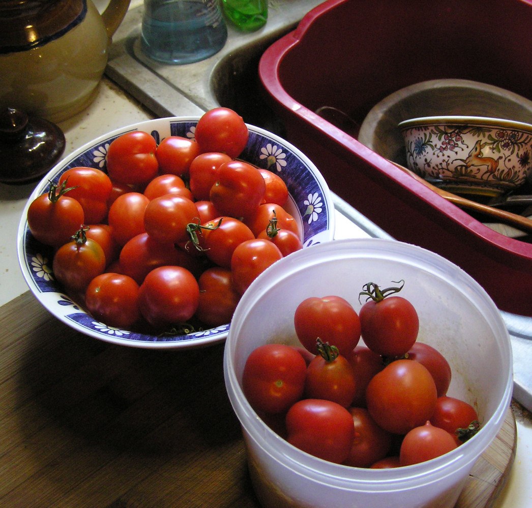 TomatoesRiesentraube3Sep2025.JPG