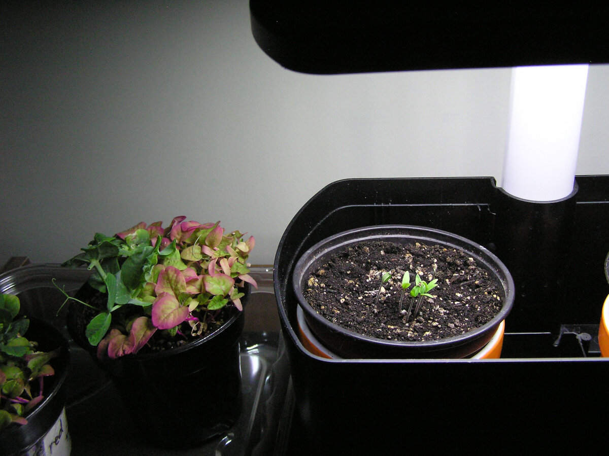 TomatoesSprouting2025.JPG