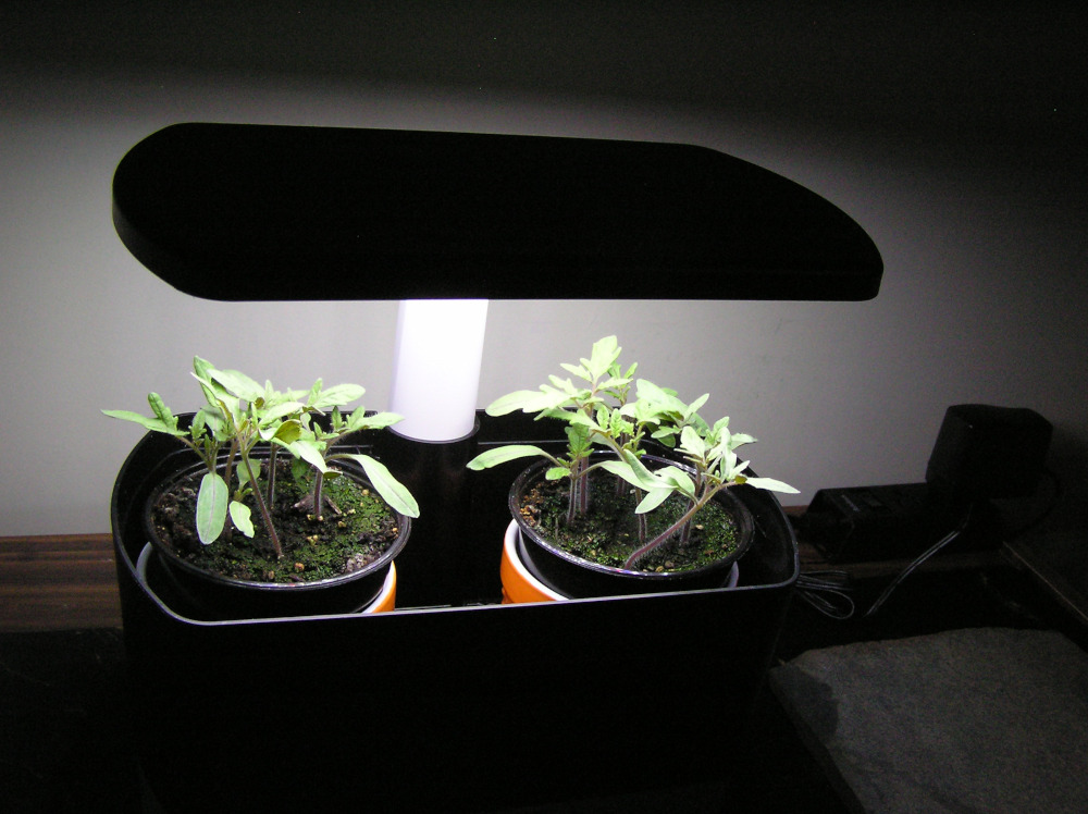 TomatoPlants Start.JPG