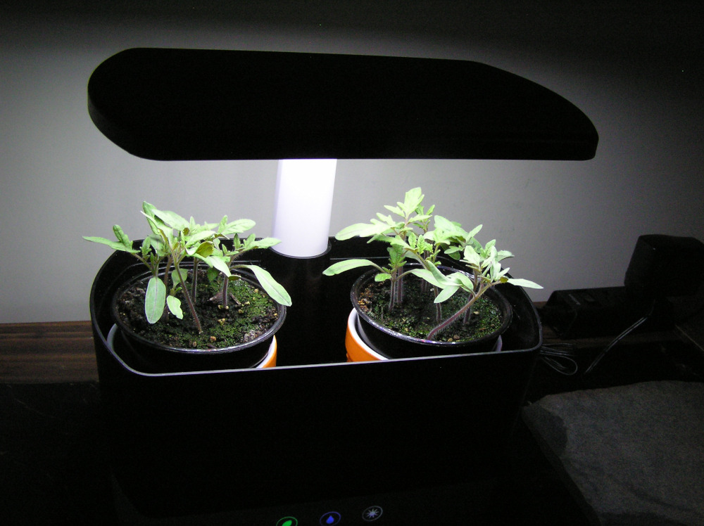 TomatoPlants1.JPG