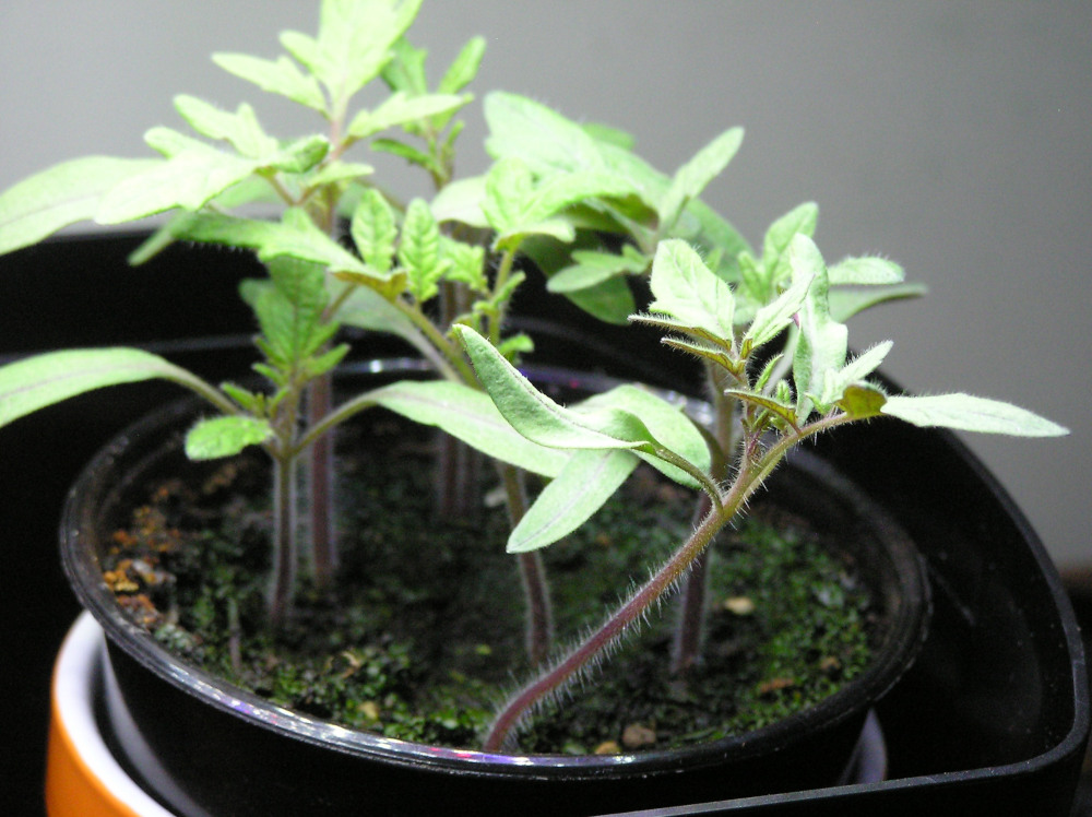 TomatoPlants2.JPG
