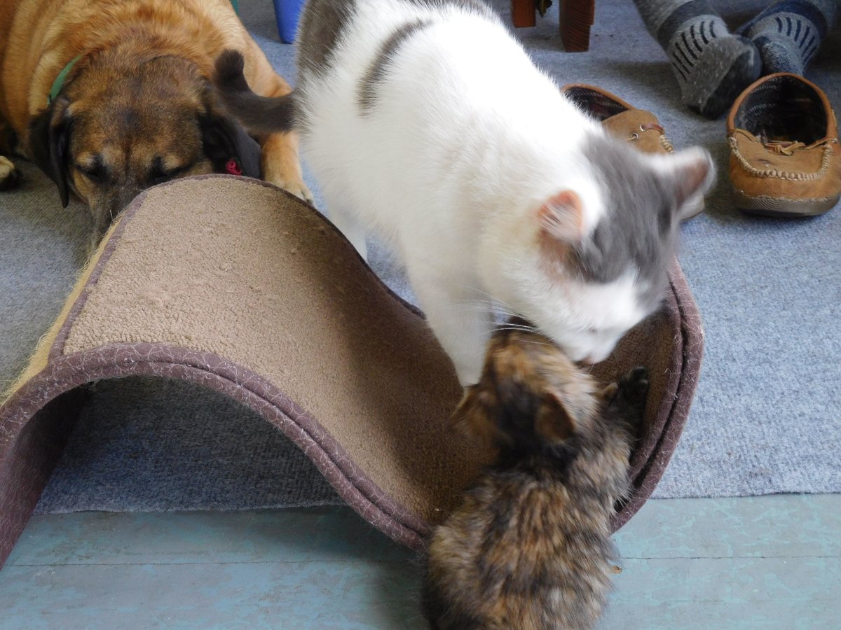 Tomkins cleaning kittens, #5.jpg