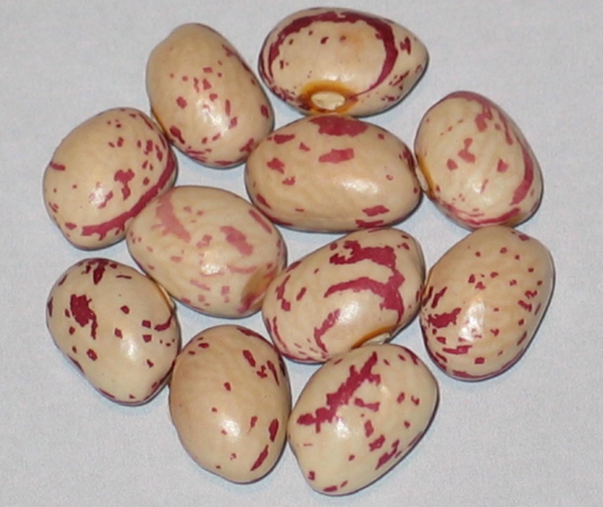 Tonawanda Strawberry.jpg