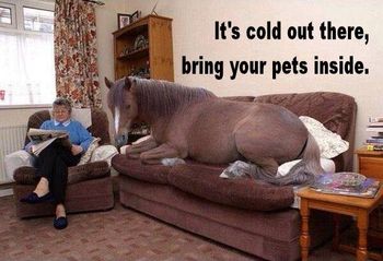 toocoldforoutdoorpets.jpg