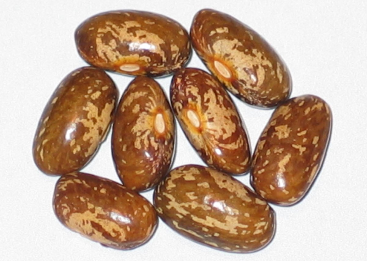topcrop-2012.jpg