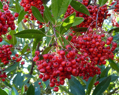 toyon.jpg