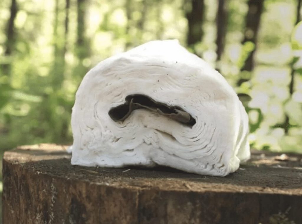 tp.jpg