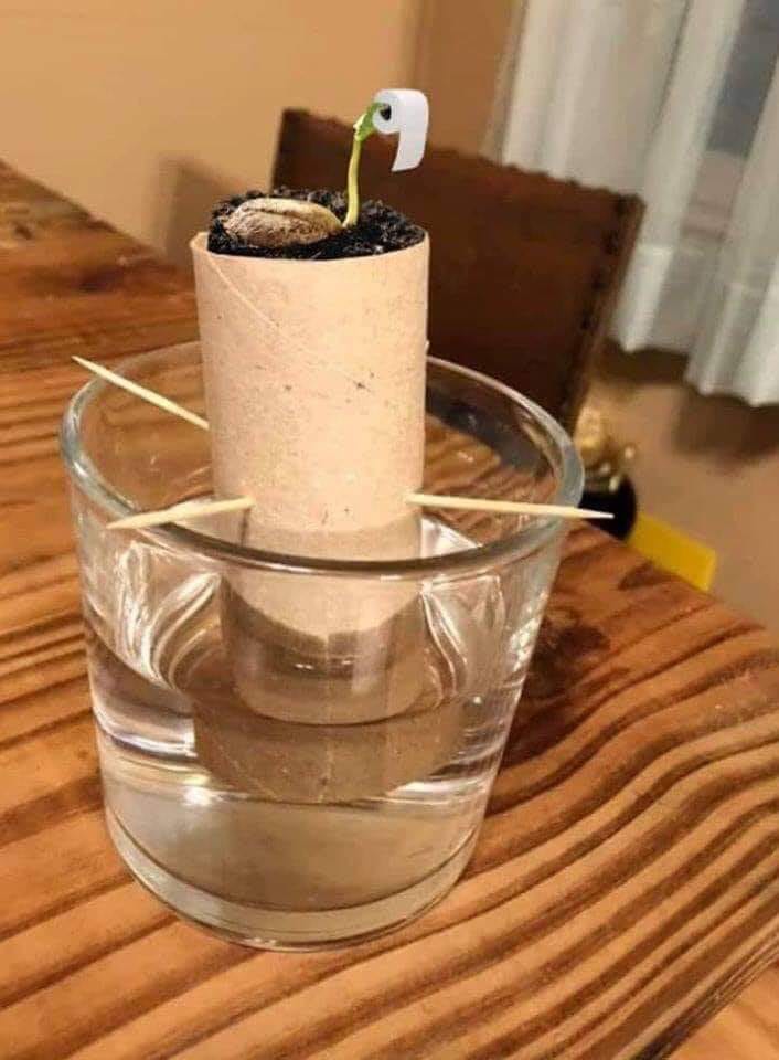 TP sprout.jpg
